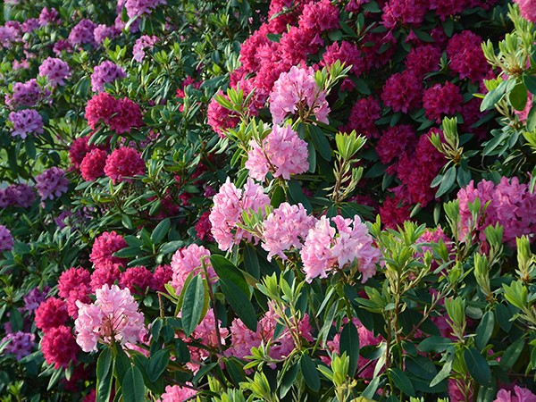 Guide til dyrkning af rododendron