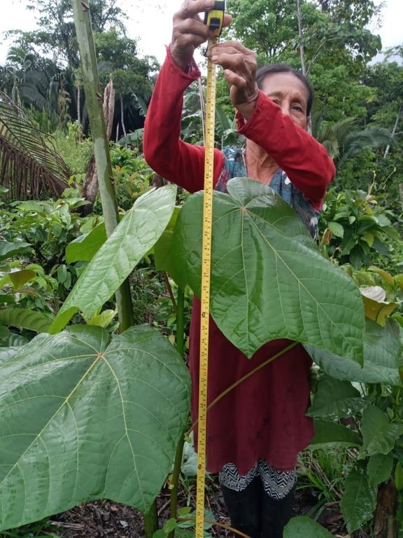 Dansk skovrejsnings NGO planter hurtigvoksende traeer i Amazonas