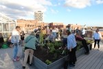 Groenttorvet hjemsted for urban gardening