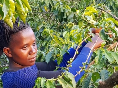 Peter Larsen Kaffe skaber bedre vilkaar for 40000 farmere