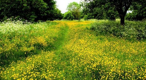 Folkebevaegelse skal hjaelpe Danmarks biodiversitet