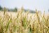 Ny rapport peger paa potentialer for oekologisk omlaegning i landbruget