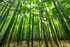 Derfor boer dit undertoej vaere lavet af bambus